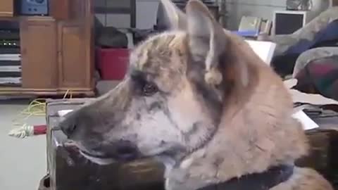 ExtraOrdinary Talking Dog... Sad with his Food got Eaten 😥🔥🔥🔥 CLICK TO WATCH.....