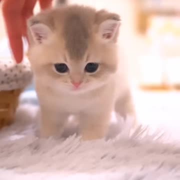 Fanny cat videos | kitty cat video | Cute cat videos | Pet Animal video |