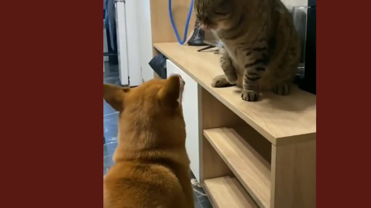 Cat and dog funny cute video compilation funny cats funny #cats #dogs #funny