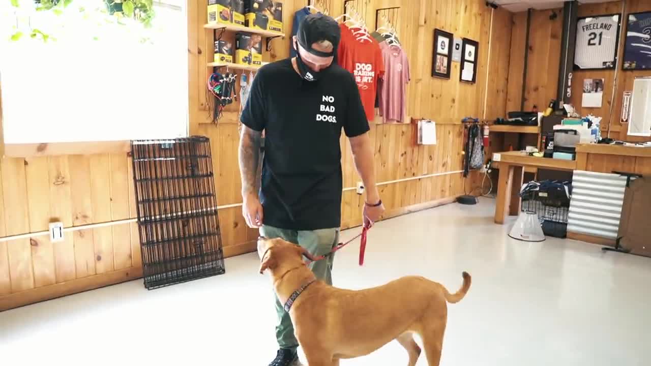 How to train your dogs at home like a professional