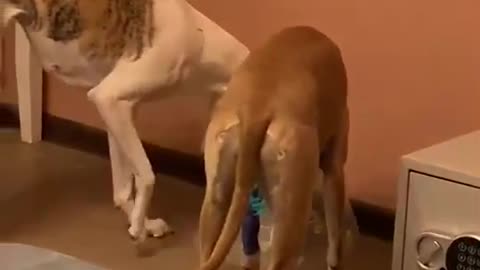 I ate it all