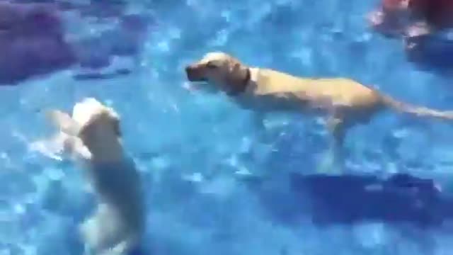 Funny Dog Funny Swimming Funny Dog Videos