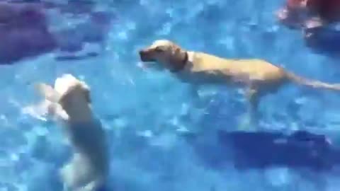 Funny Dog Funny Swimming Funny Dog Videos