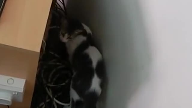 A cat inside a mosque قطه داخل مسجد