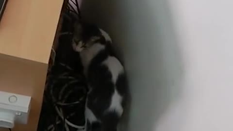 A cat inside a mosque قطه داخل مسجد