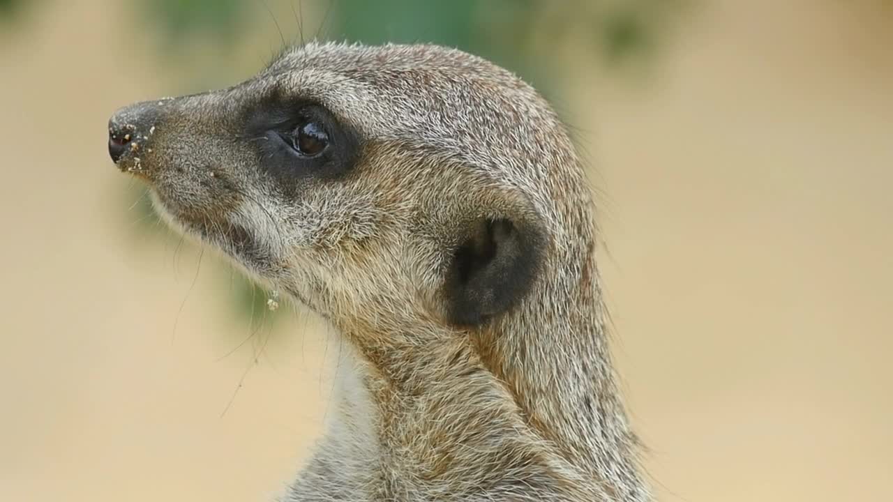 Giraffe looking around