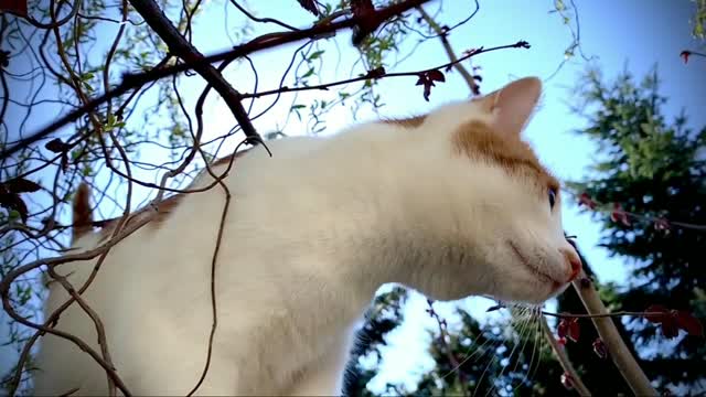 Dogs and cats funny videos