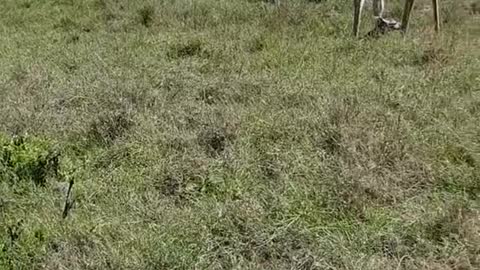 animals atacck on zebra short video