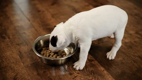 Little puppies eating.