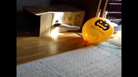 Cat Reaction To Playing Balloon Funny Video
