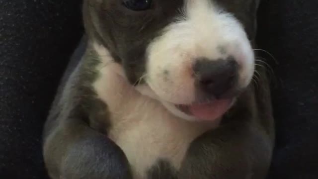 Grey puppy lifting paws up sitting on owners lap