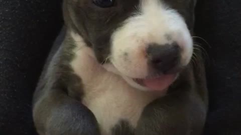 Grey puppy lifting paws up sitting on owners lap