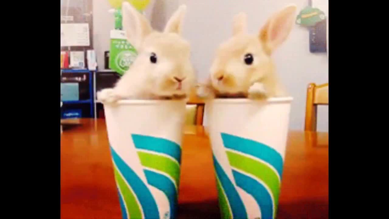 cute, bunnies will make you laugh, funny, rabbits