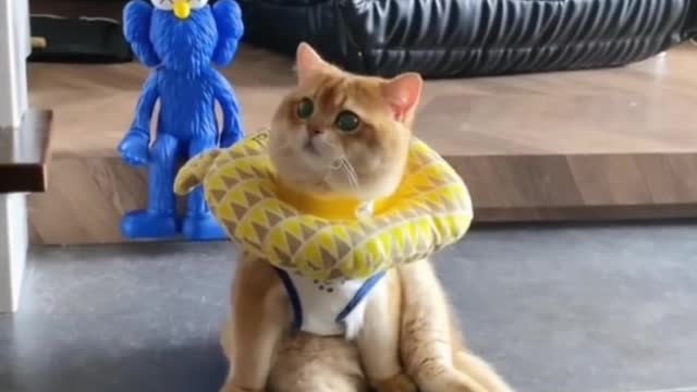 It turns out kittens get bored too.