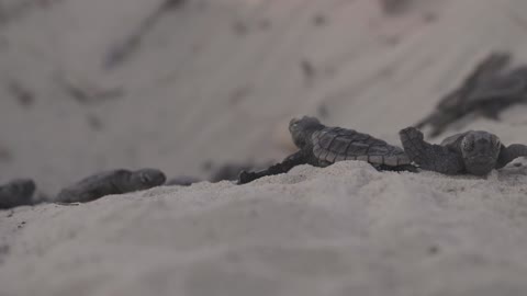 Close up view of baby turtles