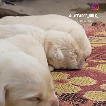 Cute animals puppy, please support me