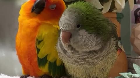 Best love
