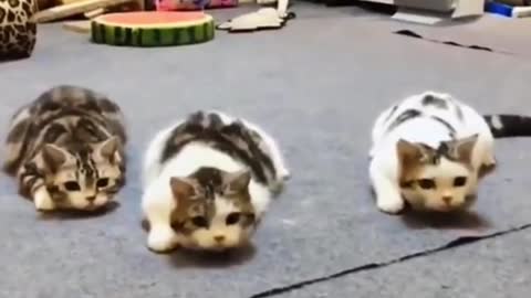 Cute cat video || Compilation #15