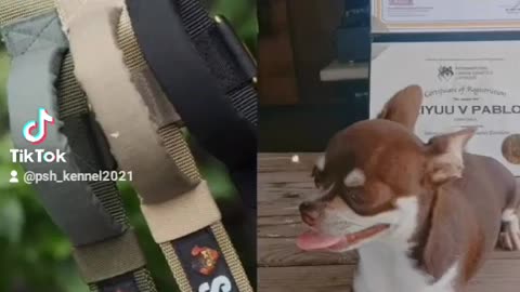 Dog products and registration