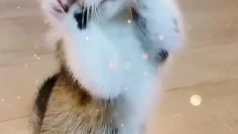 Cat Amazing video