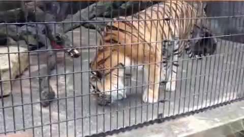 Tiger, Lion Compilation, Funny Pet Videos || Super funny animal videos