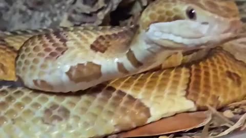 Venomous Snakes Save Lives..