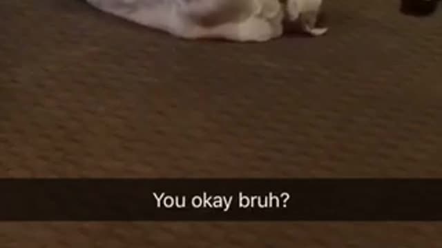 Dog plays dead at party
