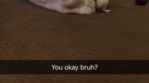 Dog plays dead at party