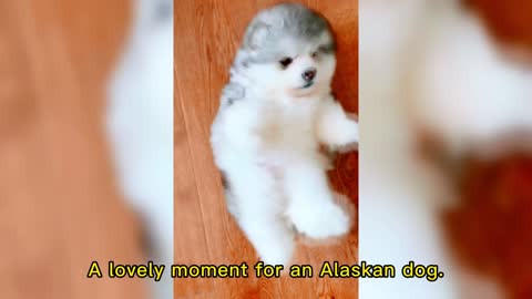 A lovely moment for an Alaskan dog.