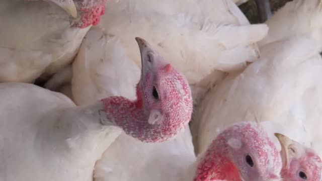 Slow Mo Thanksgiving turkeys