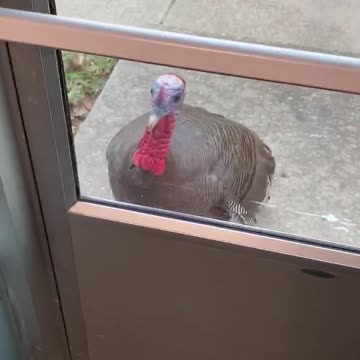 CRAZY Turkey tries to break into a Gym!!!