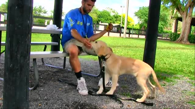 Learn How to Train your dog in fun way As they are trained in dog training academy