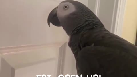 Parrot Shenanigans: Funniest Bird Talks & Cheeky Antics!