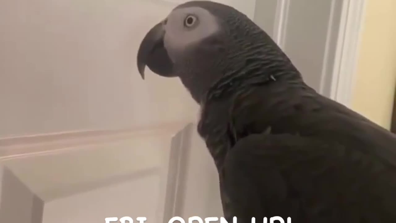 Parrot Shenanigans: Funniest Bird Talks & Cheeky Antics!