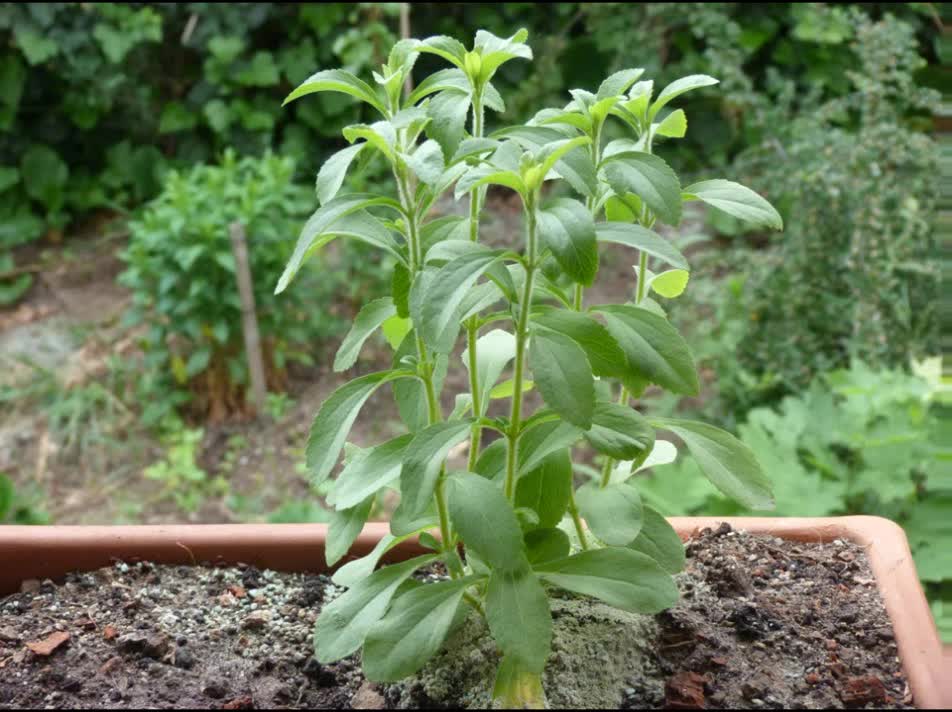 Stévia ( Stevia rebaudiana ) serve para inflamações na gengiva e dor de dente