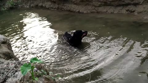 Rottweiler Dog swimming video