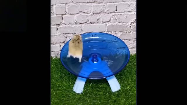 Try Not To Laugh To These Pets Compilation #