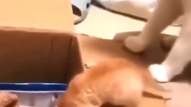 Cats funny video