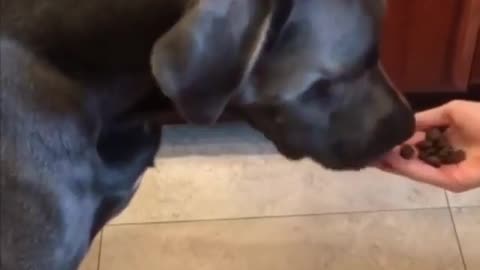 Poor Doggo Feels Tricked