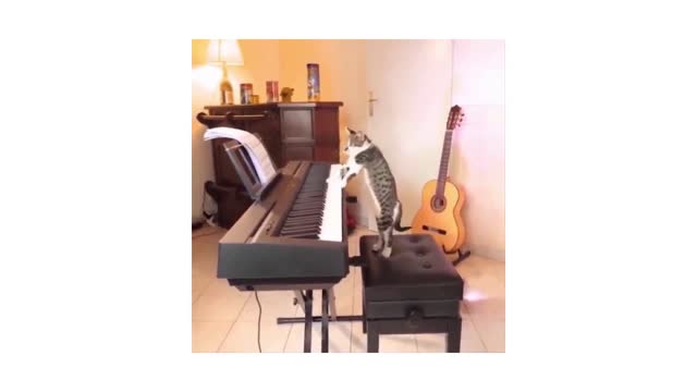 pianist cat