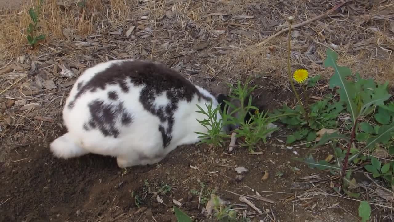 Cadbury the Bunny digging a hole