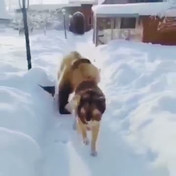 Bear Plays With a husky amid The Sno