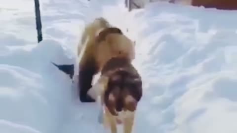 Bear Plays With a husky amid The Sno