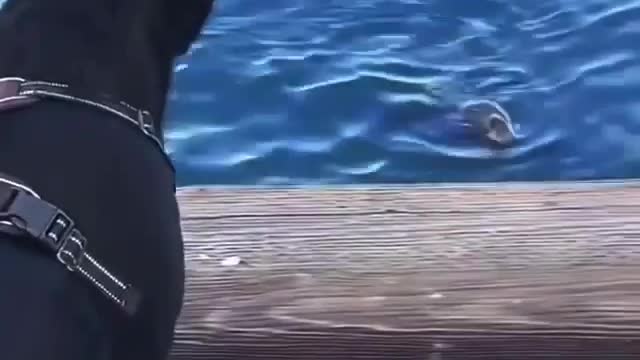 Water doggo meets land doggo
