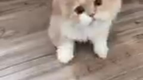 ❤️😺 Cute Little Kitten ❤️😺