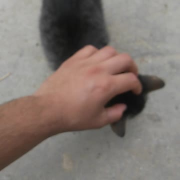 Meu gatinho, nome dele é Moggle