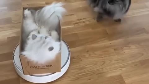 Cat cleaning Home