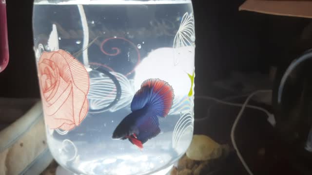 Betta fish ( fighter fish ) half moon , blue and red