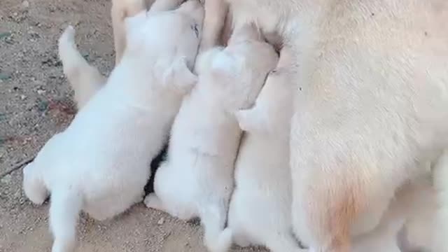 A baby Jindo dog that's breastfeeding.