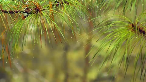Relaxing Sound of Rain and Wind in Forest
